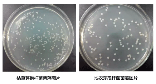 枯草和地衣芽孢桿菌主要有哪些區別？